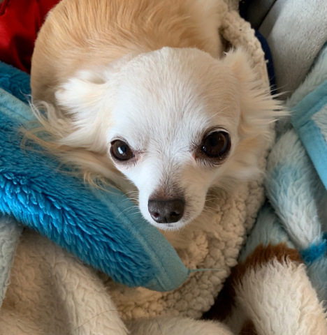 ペット可物件特集